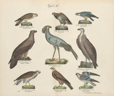 Atlas zoologiczny w 45 tablicach Pl.15 av D. E. Friedlein