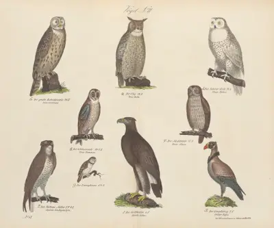 Atlas zoologiczny w 45 tablicach Pl.16 av D. E. Friedlein