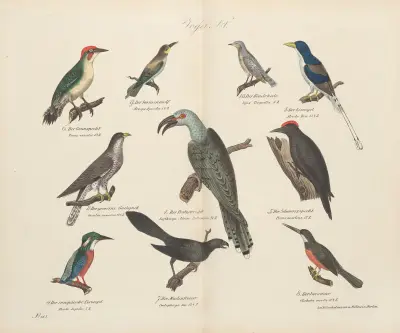 Atlas zoologiczny w 45 tablicach Pl.19 av D. E. Friedlein