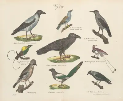 Atlas zoologiczny w 45 tablicach Pl.22 av D. E. Friedlein