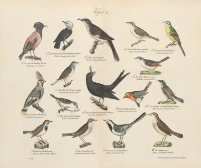 Zoologischer Atlas in 45 Tafeln, Tafel 23 von D. E. Friedlein