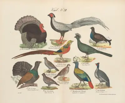 Atlas zoologiczny w 45 tablicach Pl.27 av D. E. Friedlein