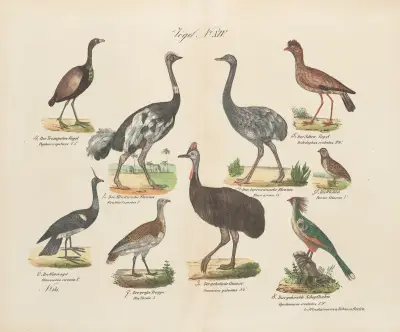 Atlas zoologiczny w 45 tablicach Pl.28 av D. E. Friedlein
