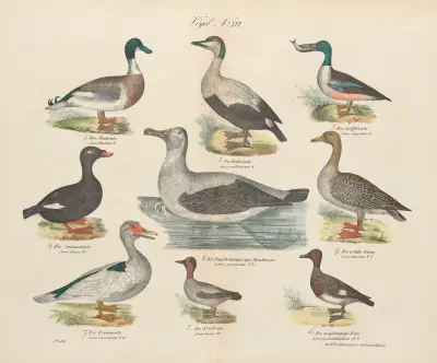 Zoologisk atlas i 45 planscher, plansch 30 av D. E. Friedlein