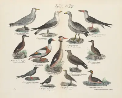 Atlas zoologiczny w 45 tablicach Pl.31 av D. E. Friedlein