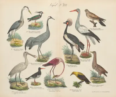 Atlas zoologiczny w 45 tablicach Pl.33 av D. E. Friedlein
