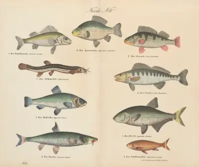 Atlas zoologiczny w 45 tablicach Pl.37 av D. E. Friedlein