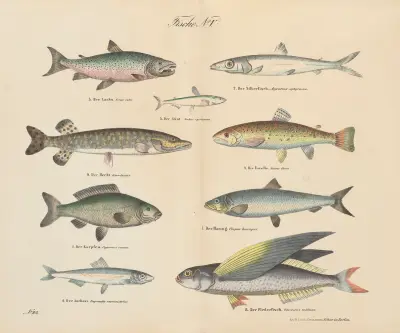 Atlas zoologiczny w 45 tablicach Pl.38 av D. E. Friedlein