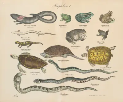 Zoologisk atlas i 45 planscher, plansch 39 av D. E. Friedlein