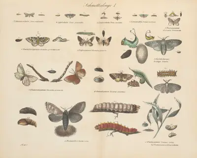 Atlas zoologiczny w 45 tablicach Pl.41 av D. E. Friedlein