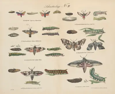 Atlas zoologiczny w 45 tablicach Pl.43 av D. E. Friedlein