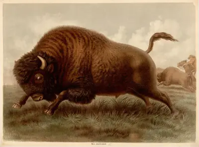 American bison (Bos americanus) av F. E. Wachsmuth
