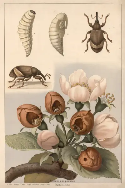 Apple blossom weevil (Anthonomus pomorum) von F. E. Wachsmuth