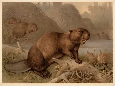Bobr evropský (Castor fiber), F. E. Wachsmuth