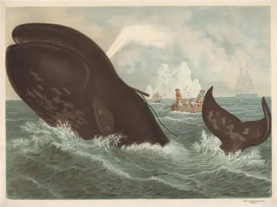 Bowhead whale av F. E. Wachsmuth