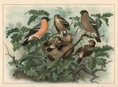 Bullfinch (Pyrrhula pyrrhula) von F. E. Wachsmuth