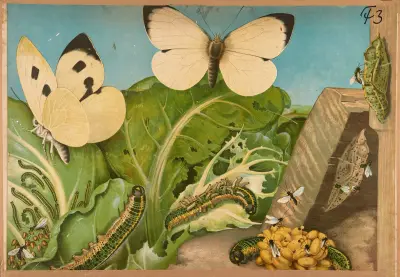 Cabbage butterfly von F. E. Wachsmuth