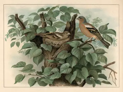 Chaffinch (Fringilla coelebs) von F. E. Wachsmuth
