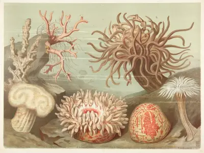 Corals and sea anemones von F. E. Wachsmuth