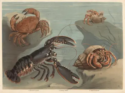 Crab (Platycarcinus pagurus), Lobster (Homarus vulgaris), Hermit crab (Pagurus Bernhardus) av F. E. Wachsmuth