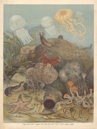 Echinoderms and jellyfish av F. E. Wachsmuth