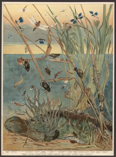 Freshwater invertebrates av F. E. Wachsmuth