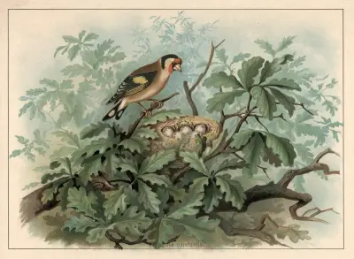 Goldfinch (Fringilla carduelis) von F. E. Wachsmuth