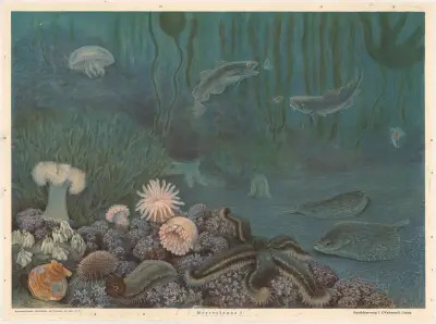 Marine fauna I av F. E. Wachsmuth