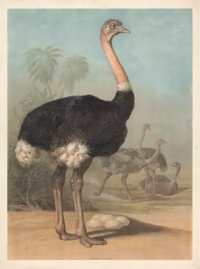 Ostrich (Struthio camelus) av F. E. Wachsmuth