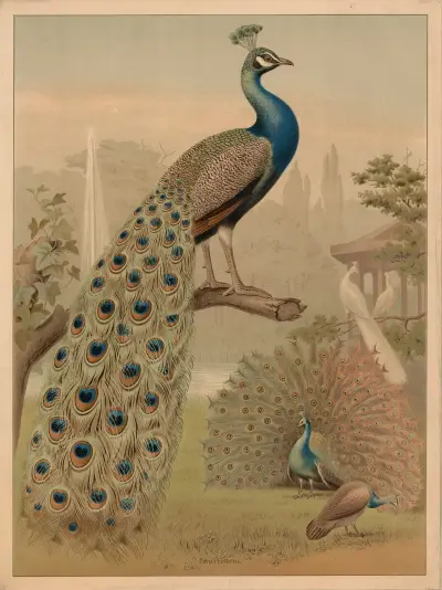 Peafowl (Pavo cristatus) av F. E. Wachsmuth