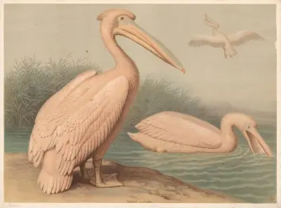 Pelican (Pelecanus onocrotalus) av F. E. Wachsmuth