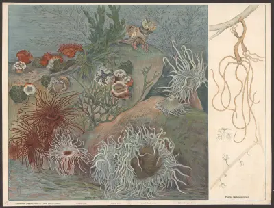 Havsanemoner (Actinia), sötvattenpolyper (Hydra) av F. E. Wachsmuth