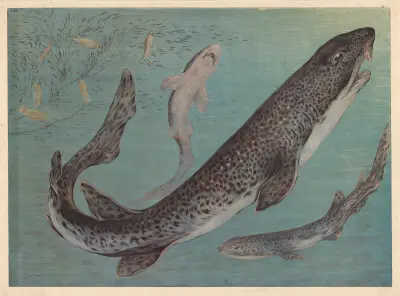 Shark av F. E. Wachsmuth