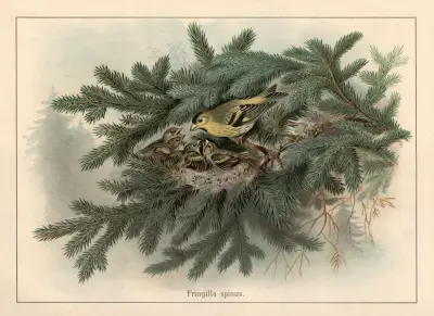 Siskin (Fringilla spinus) von F. E. Wachsmuth