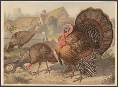 Kalkon (Meleagris gallopavo) av F. E. Wachsmuth