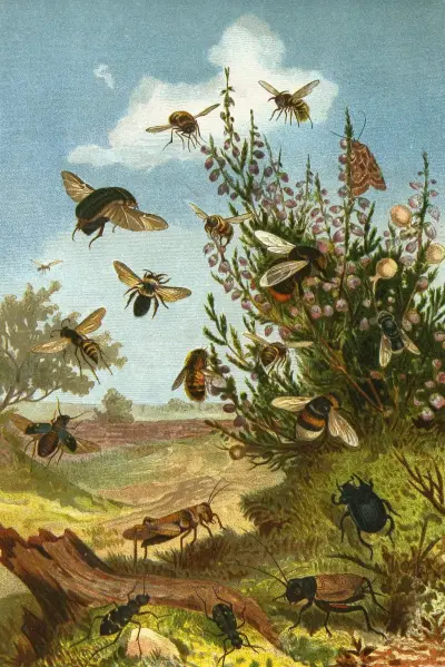 Die Insekten, Tausendfüssler und Spinnen Pl 01 av Alfred Edmund Brehm