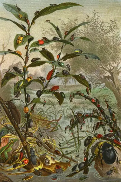 Die Insekten, Tausendfüssler und Spinnen Pl 02 av Alfred Edmund Brehm