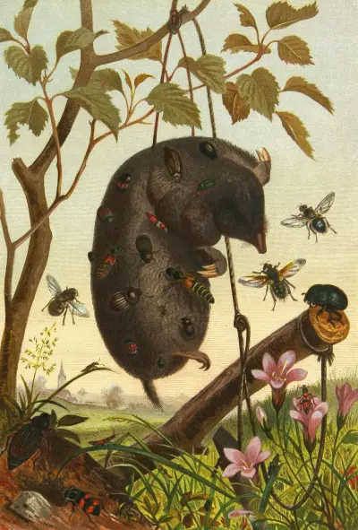 Die Insekten, Tausendfüssler und Spinnen Pl 04 av Alfred Edmund Brehm