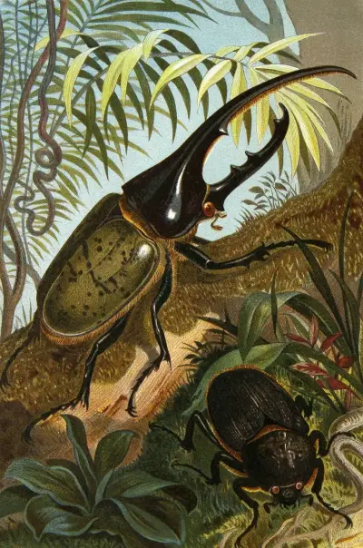 Die Insekten, Tausendfüssler und Spinnen Pl 06 av Alfred Edmund Brehm