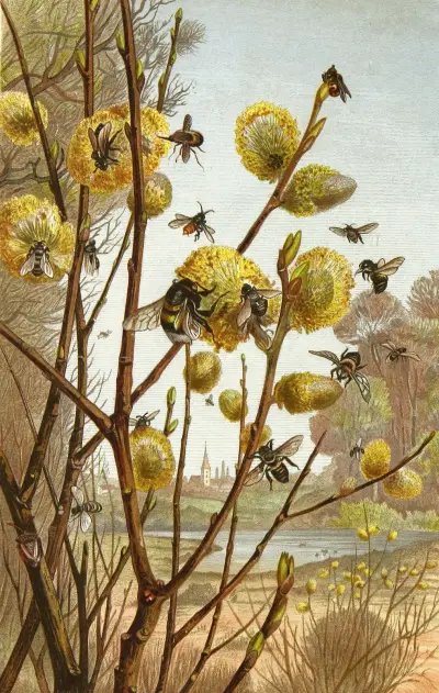Die Insekten, Tausendfüssler und Spinnen Pl 07 av Alfred Edmund Brehm