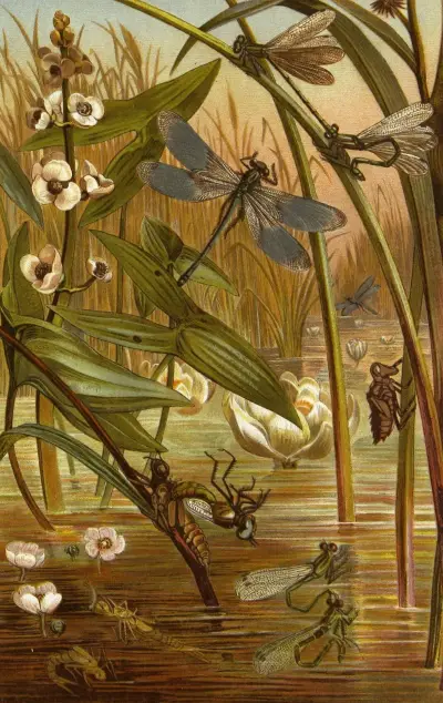 Die Insekten, Tausendfüssler und Spinnen Pl 15 av Alfred Edmund Brehm