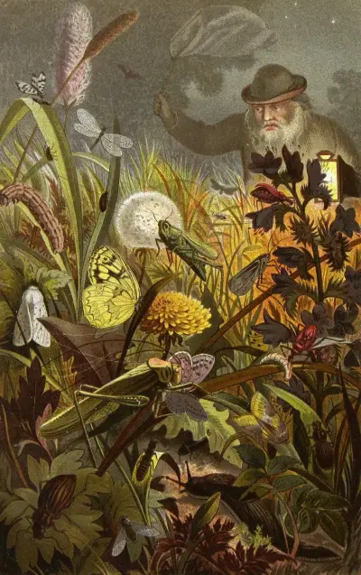 Die Insekten, Tausendfüssler und Spinnen Pl 18 av Alfred Edmund Brehm