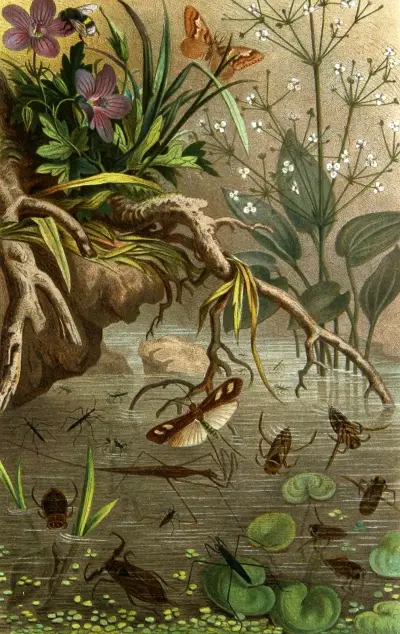 Die Insekten, Tausendfüssler und Spinnen Pl 20 av Alfred Edmund Brehm