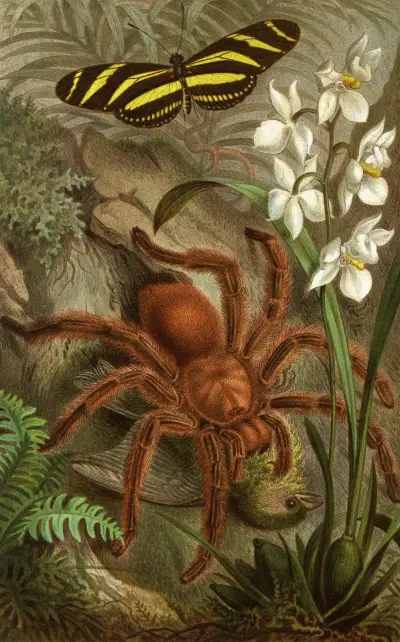 Die Insekten, Tausendfüssler und Spinnen Pl 21 av Alfred Edmund Brehm