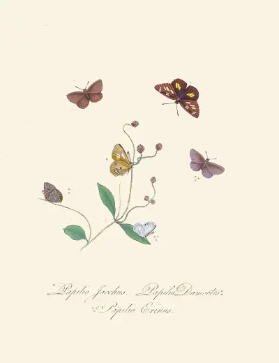 An epitome of the natural history of the insects of New Holland, New Zealand Pl.30 av Edward Donovan