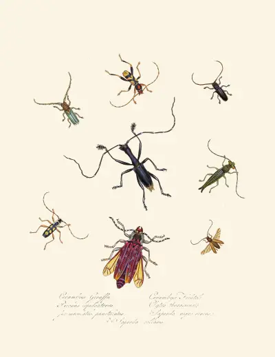 An epitome of the natural history of the insects of New Holland, New Zealand Pl.04 av Edward Donovan