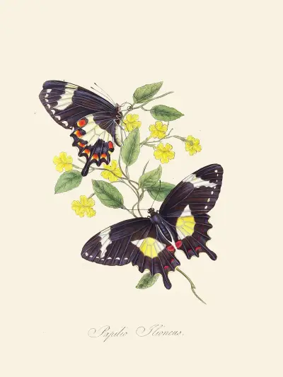 An epitome of the natural history of the insects of New Holland, New Zealand Pl.12 av Edward Donovan