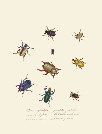 An epitome of the natural history of the insects of New Holland, New Zealand Pl.01 av Edward Donovan