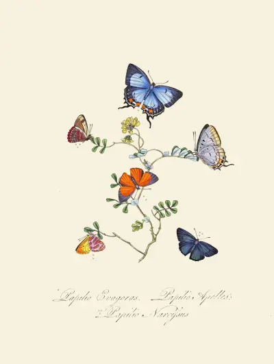 Ett sammandrag av naturalhistorien för insekter från Nya Holland, Nya Zeeland, pl. 29 av Edward Donovan