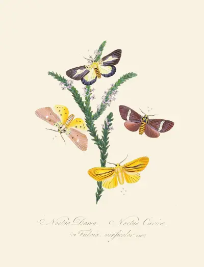 Ett sammandrag av naturalhistorien för insekterna i Nya Holland, Nya Zeeland, pl. 38 av Edward Donovan